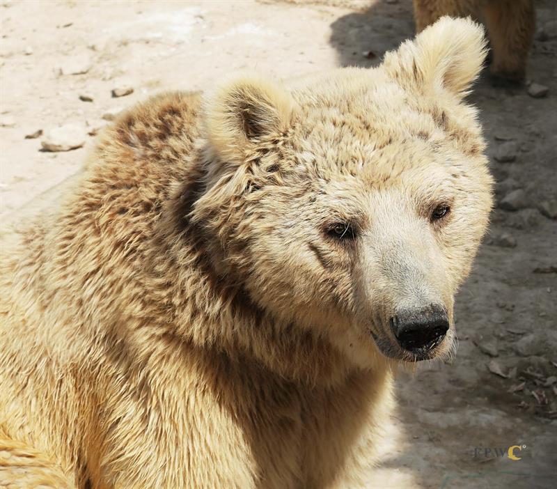 Misha, the brown bear.